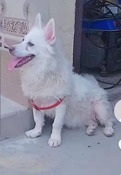 female dog