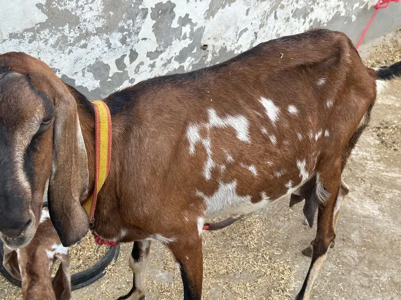 Goat with two females babies
