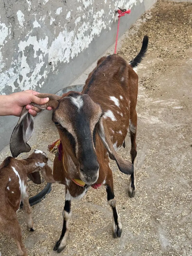 Goat with two females babies — photo 2