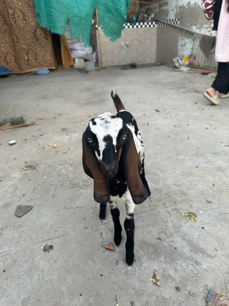 Goat with two females babies — photo 3