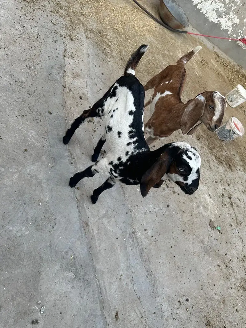 Goat with two females babies — photo 4