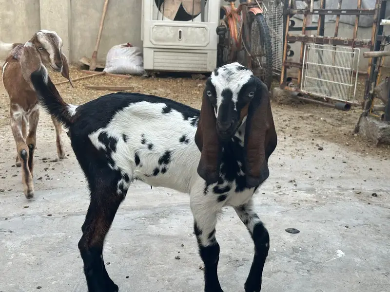 Goat with two females babies — photo 5