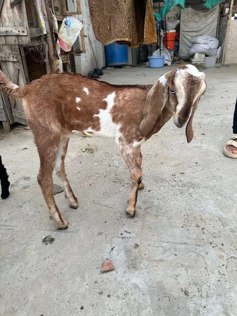 Goat with two females babies — photo 6