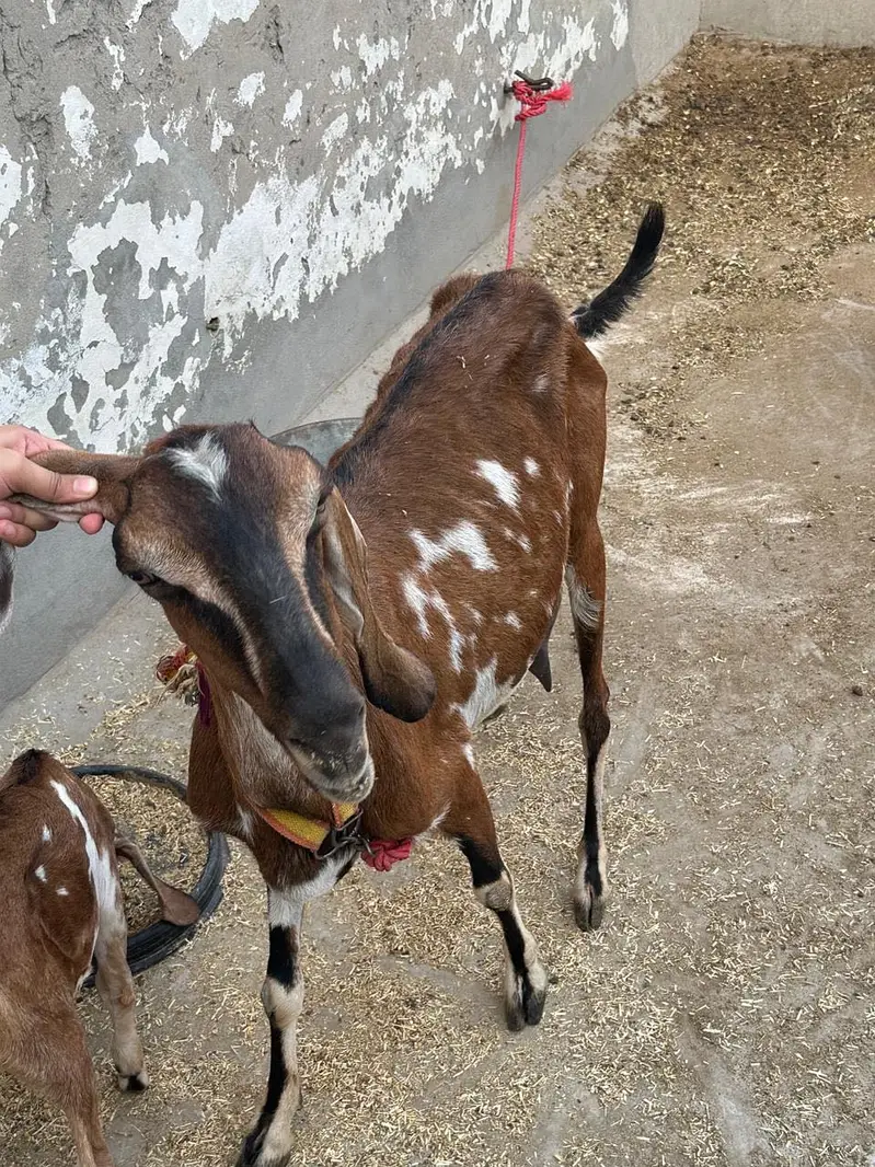 Goat with two females babies — photo 7