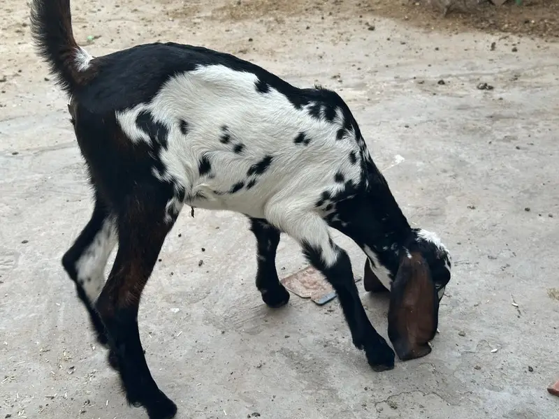Goat with two females babies — photo 8