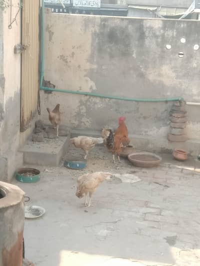 Hen for sale