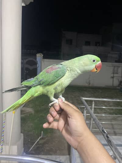 Raw parrot