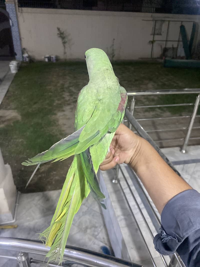Raw parrot 1