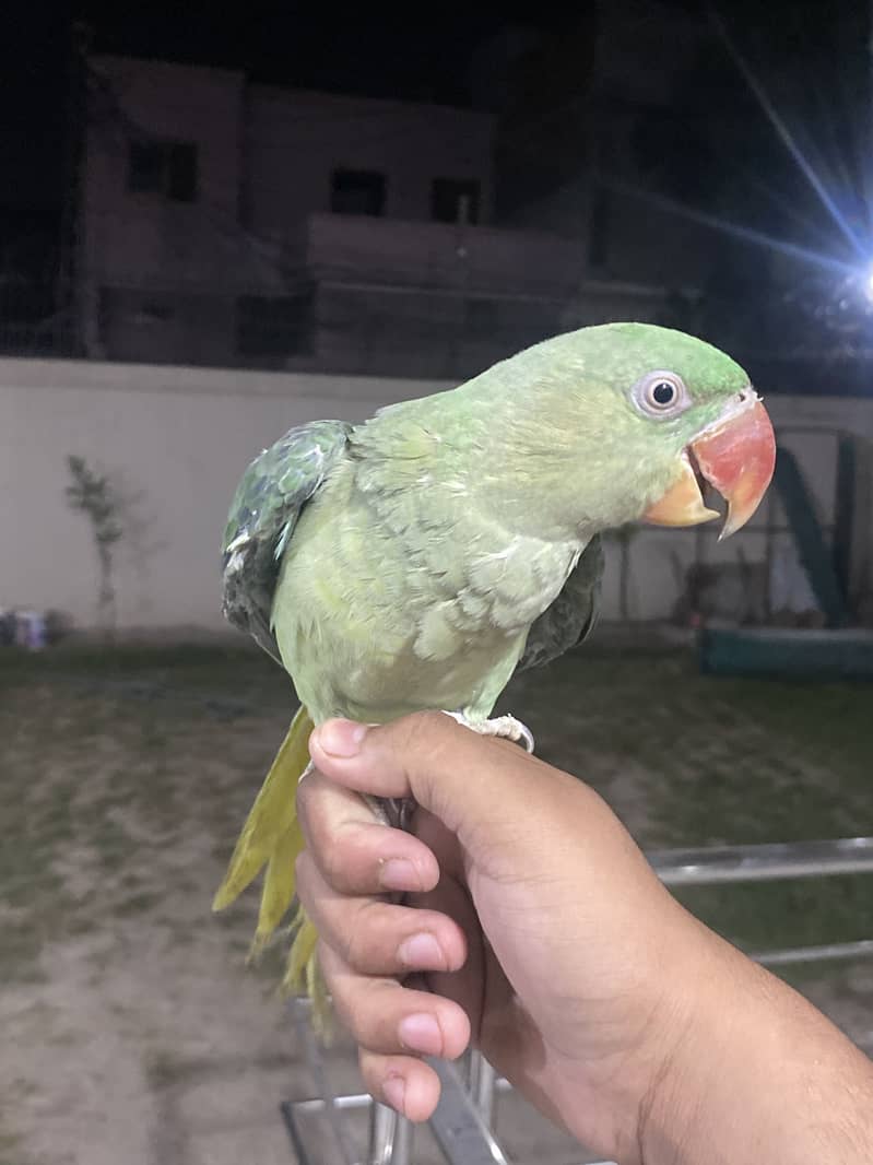 Raw parrot 2