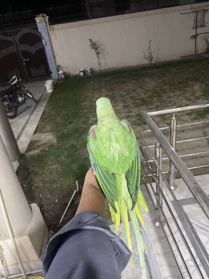 Raw parrot 3