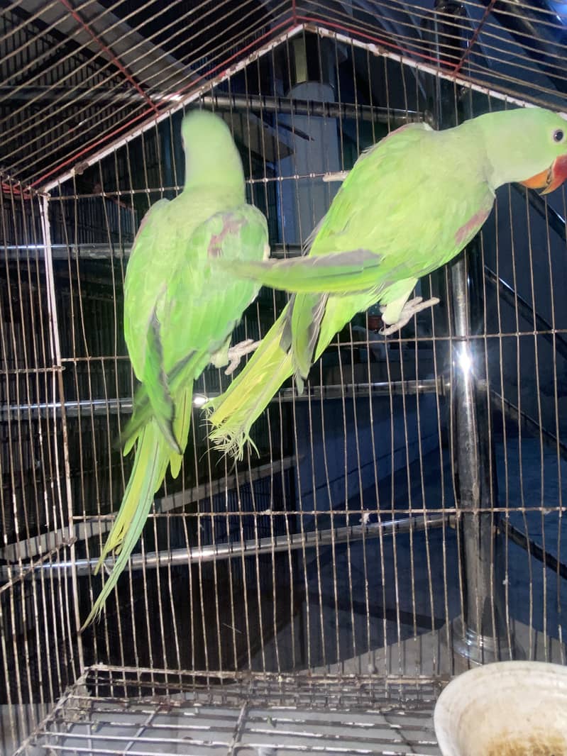 Raw parrot 4