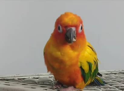 Sun Conure parrot male