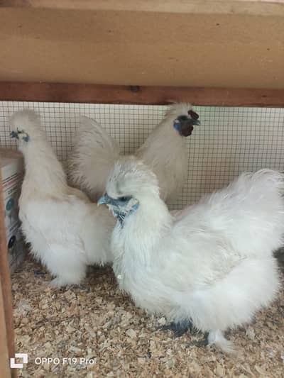 1 male and 3 female breeder silkie pieces and fresh pieces
