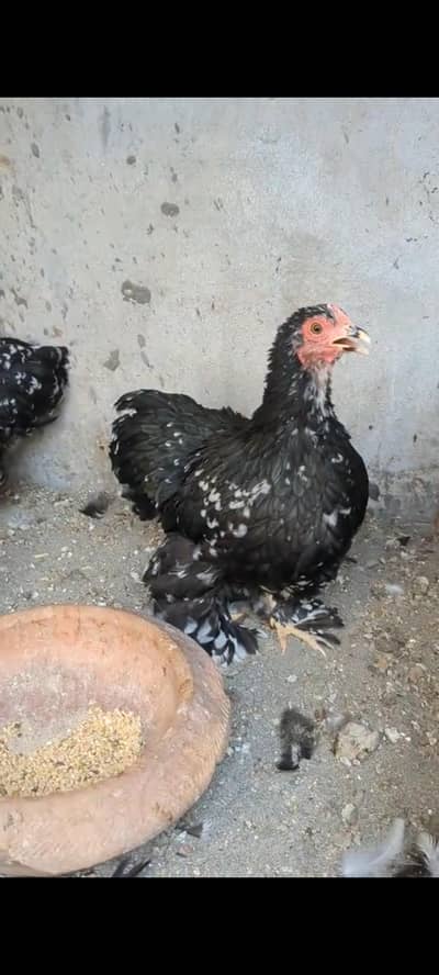 Molted bantam Milli Fleur silkie chicks available