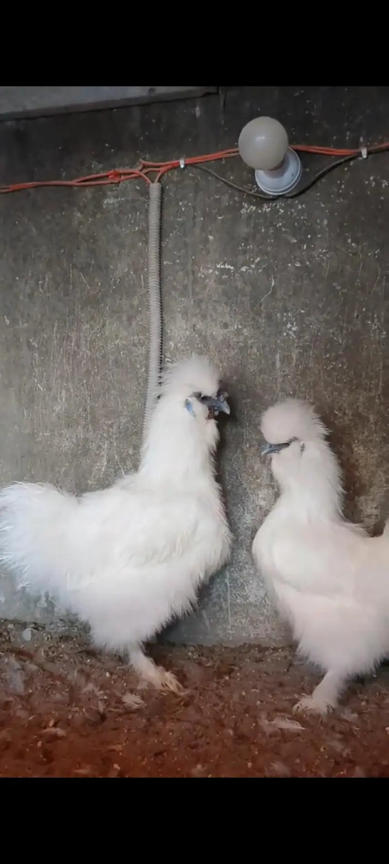 Molted bantam Milli Fleur silkie chicks available — photo 8