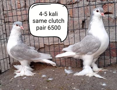 fancy pigeons/swallow/fantail/Jacobin/frillback/lahori sherazi/norwich
