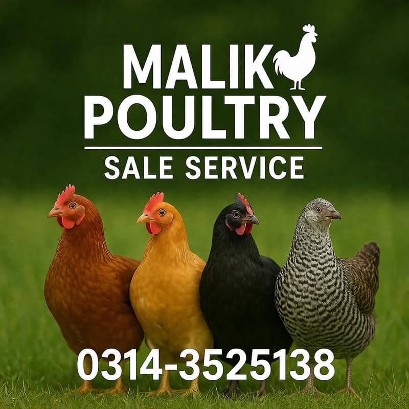 Golden Misri 10 & 15 days old chicks available 2
