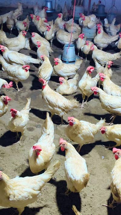 white layer hens