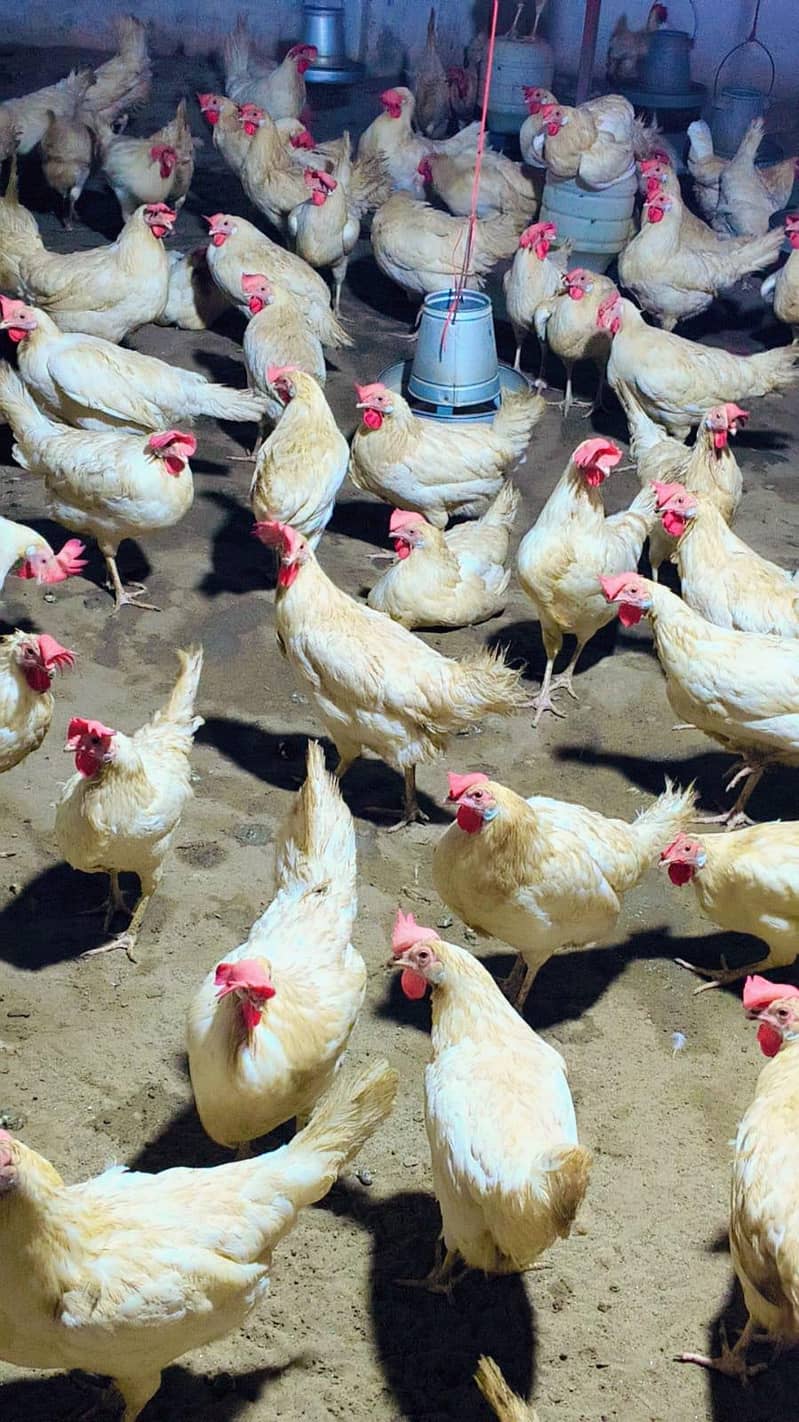 white layer hens 0