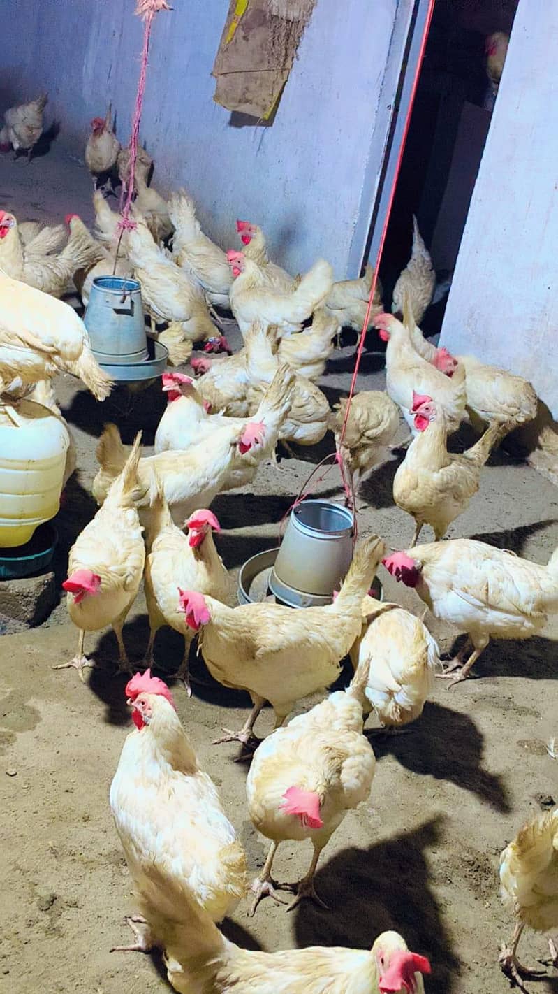 white layer hens 1