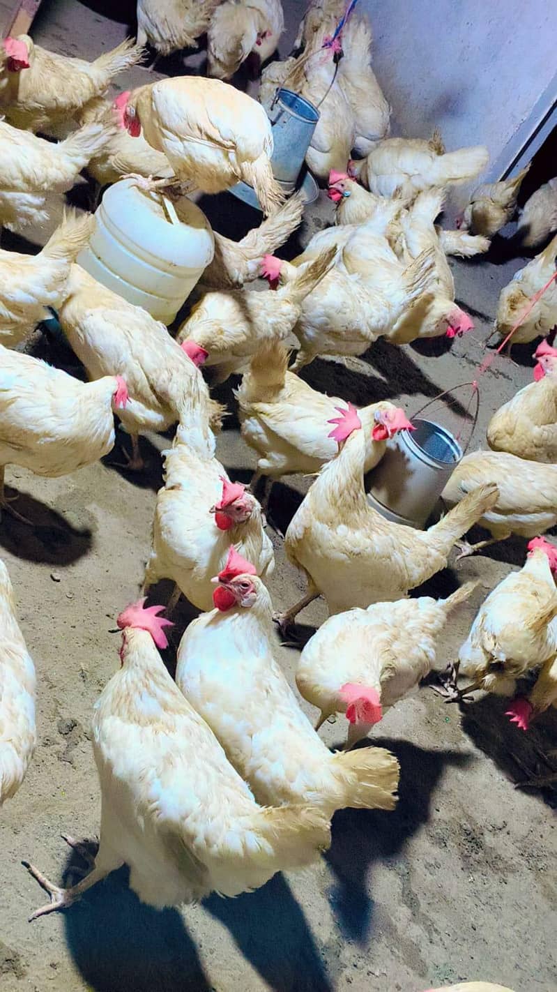 white layer hens 2