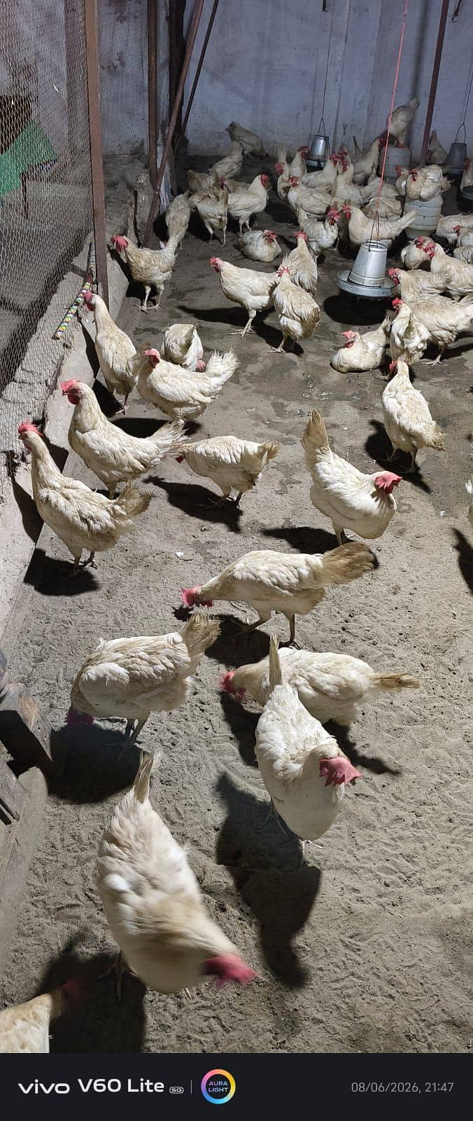 white layer hens 3