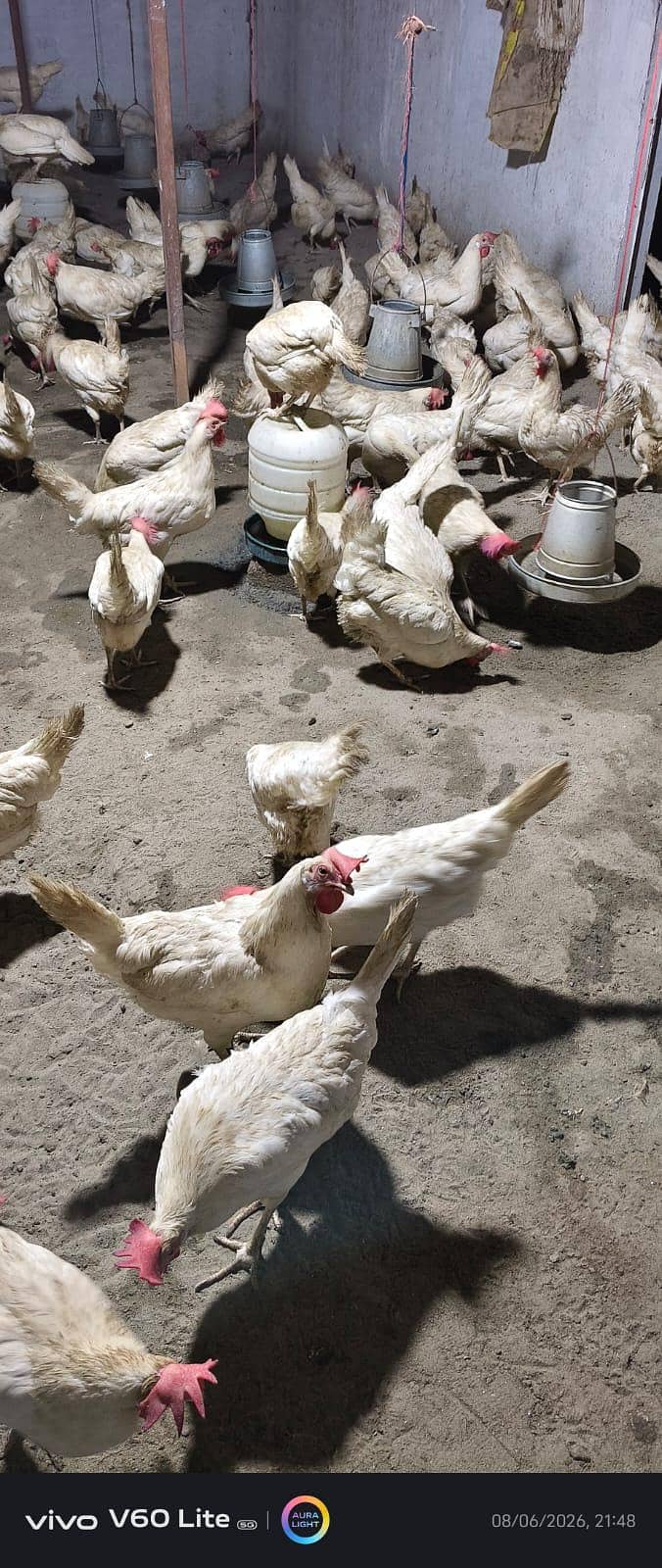 white layer hens 4