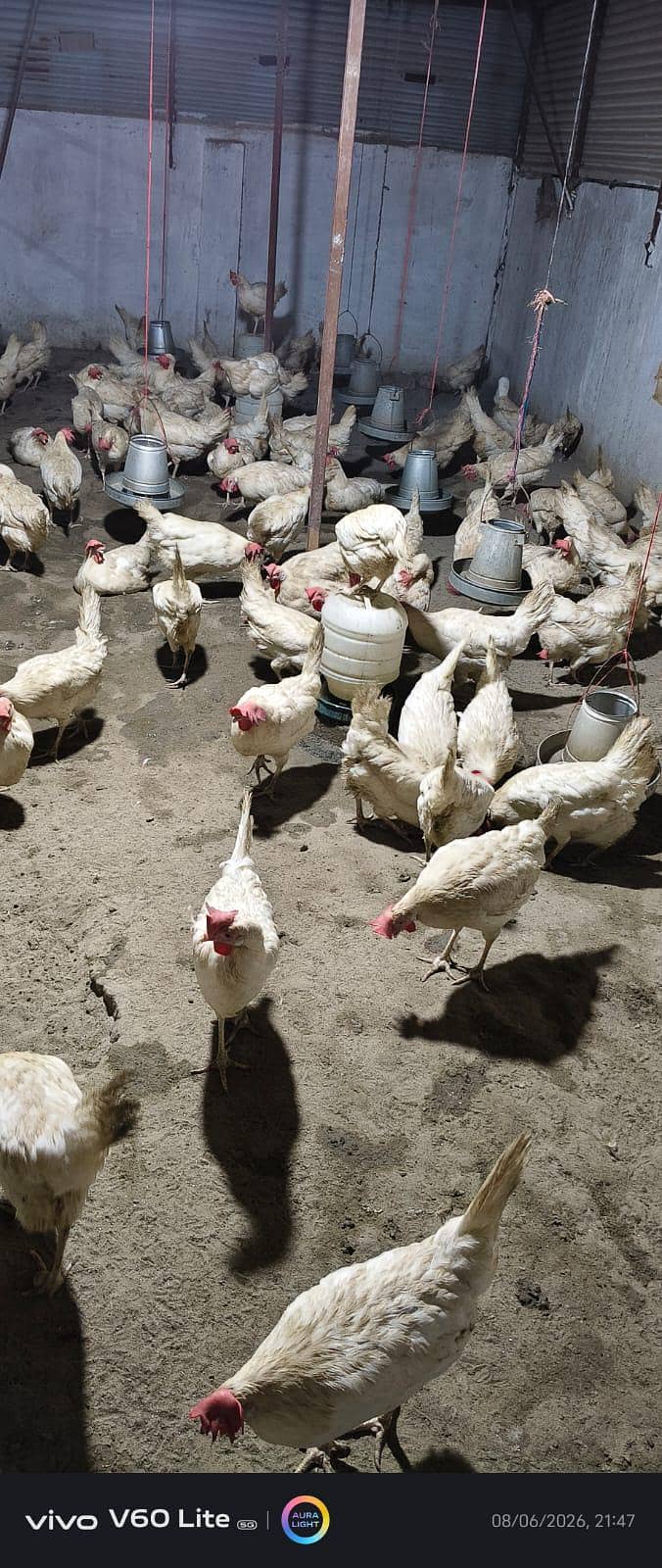 white layer hens 5