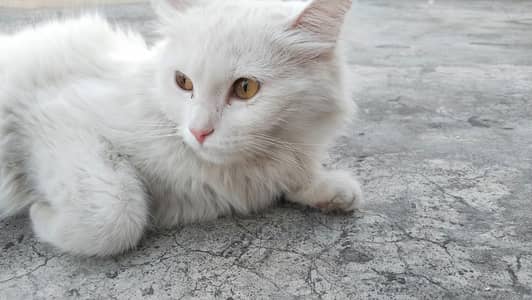 Percian cat female