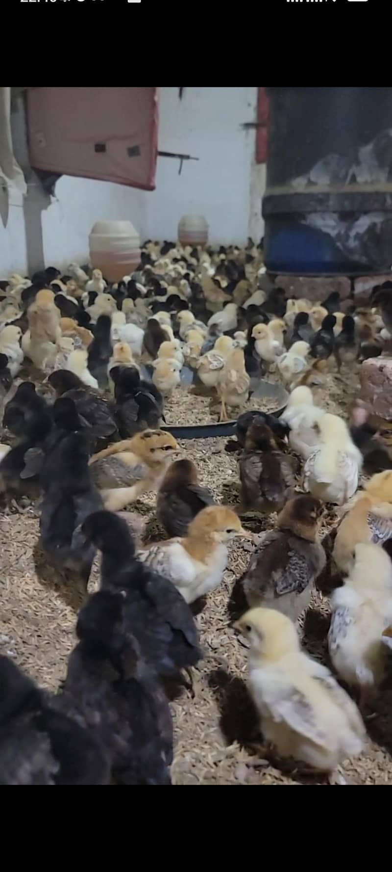 Golden Misri 10 & 15 days old chicks available 0