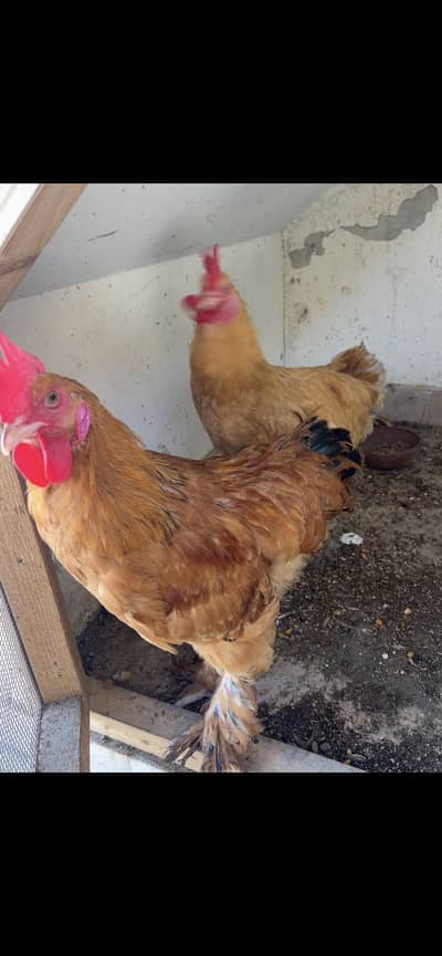 Golden hens