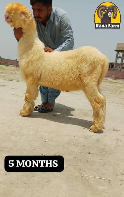 is Quality ka bachy leny ky liay rabta krain