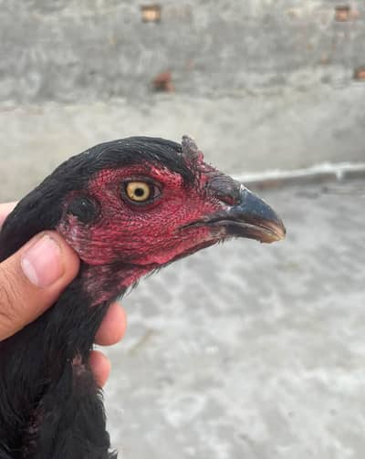 high quality Thai Madi available and different bread hen available