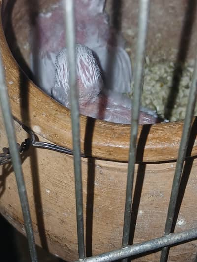 Astraliun birds ka chik for sell age 2.4 wek