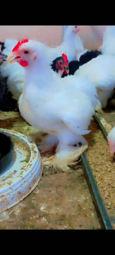 Bantum, bentums Chicks