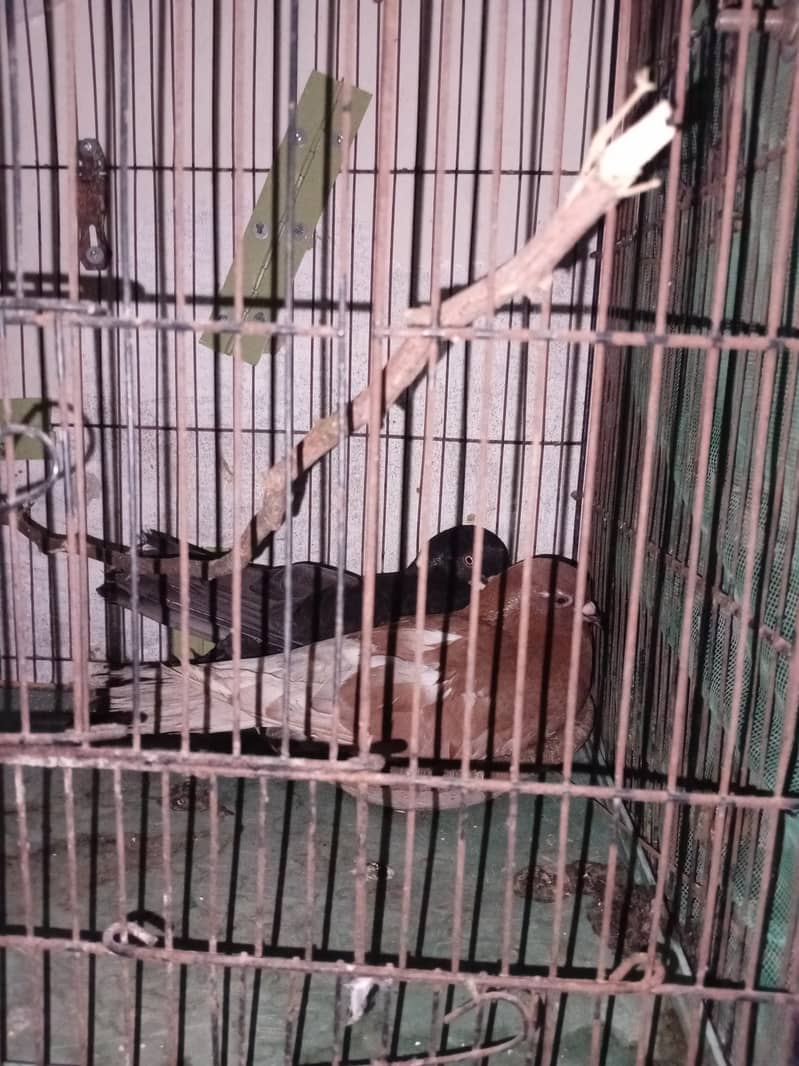 Breading pair hai 1
