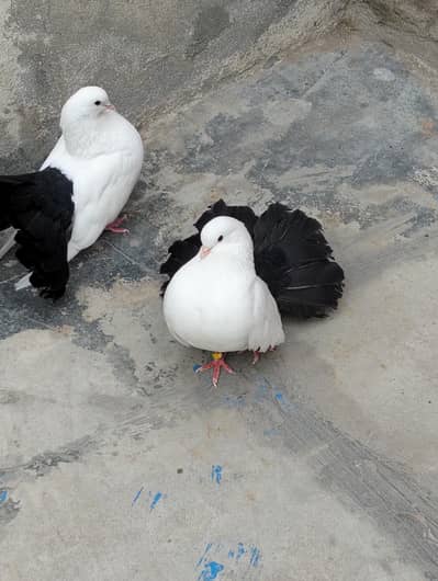 Indian fantail pigeon  breader pair