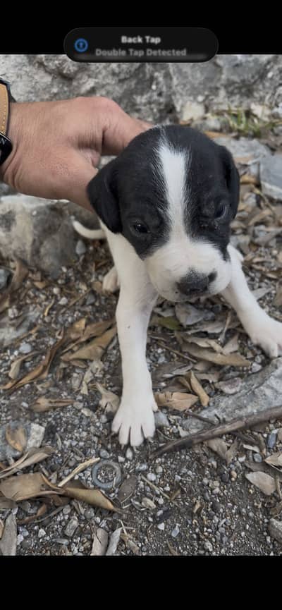 German Pointer puppies Female