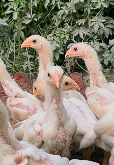 White King Shamo Chicks | Supreme Quality