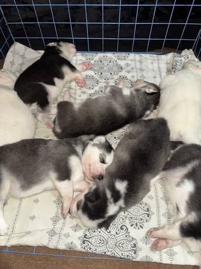 Siberian husky puppies