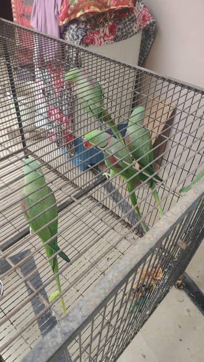 Raw parrot available