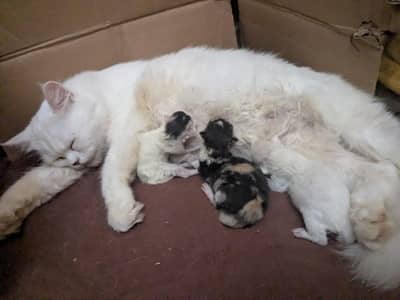 triple cotted Persian cat