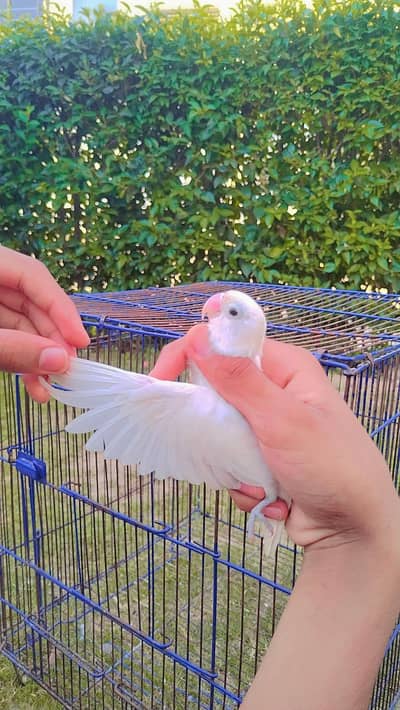 male love bird for sale