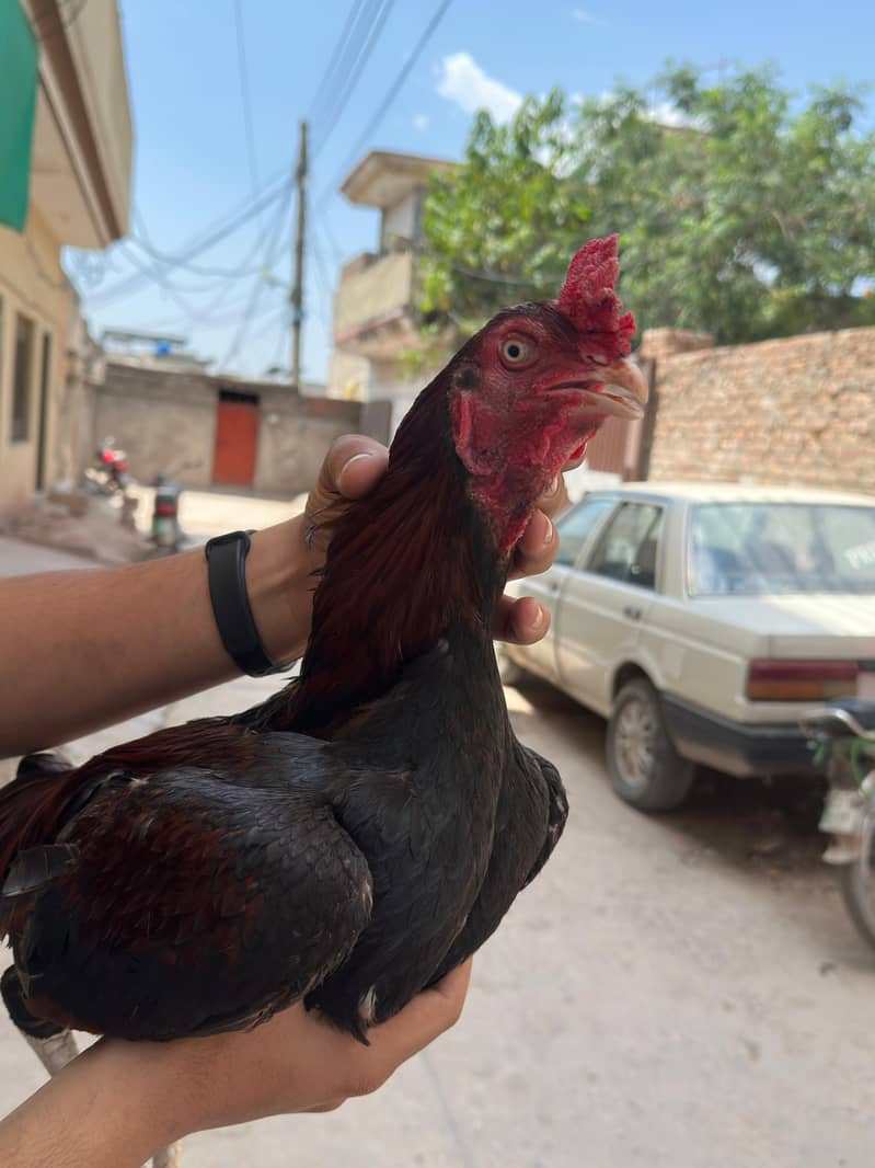 Aseel patha 0
