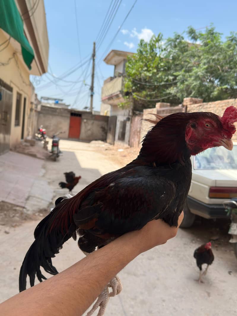 Aseel patha 2