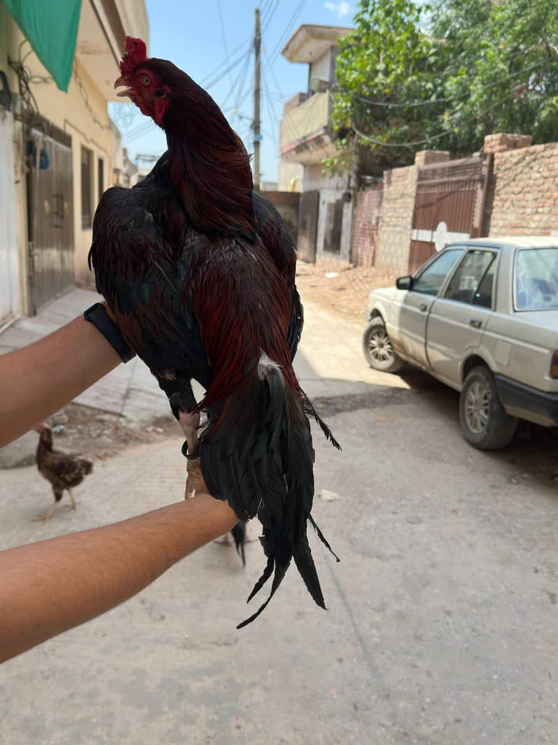 Aseel patha 5