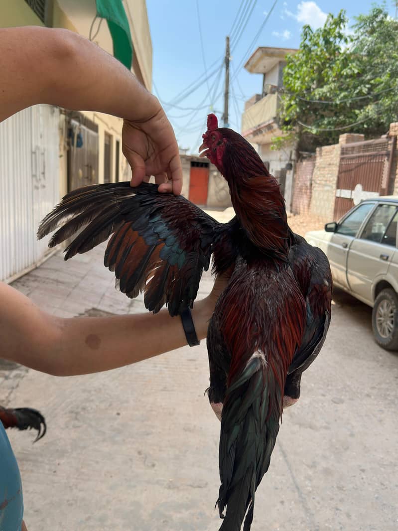 Aseel patha 6
