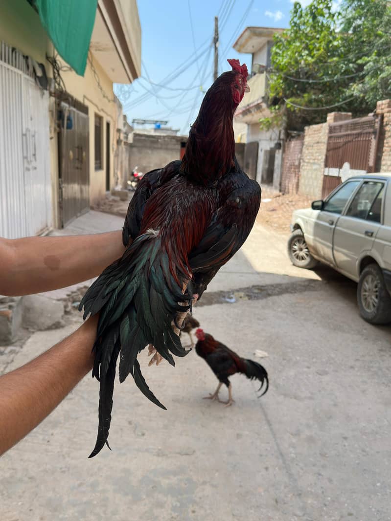 Aseel patha 7