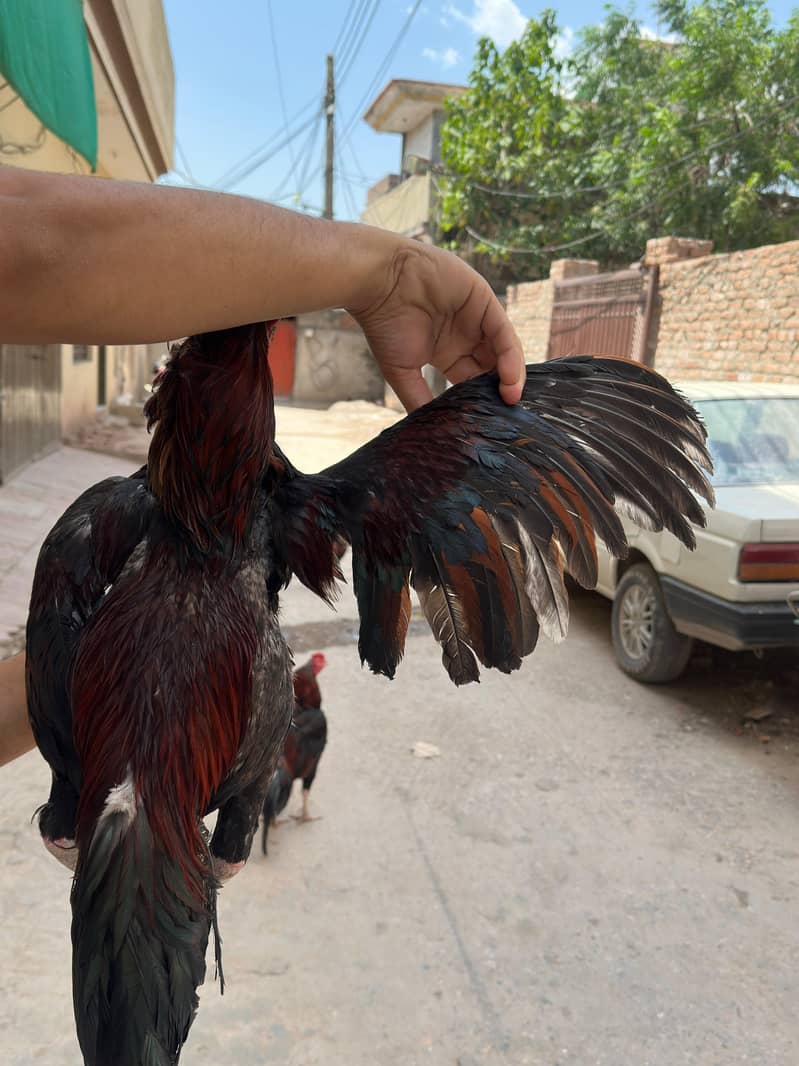 Aseel patha 9
