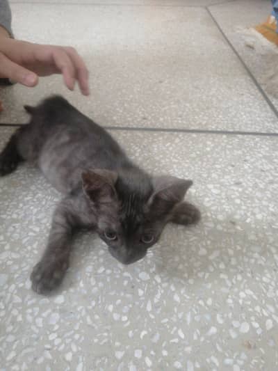 male black kiten